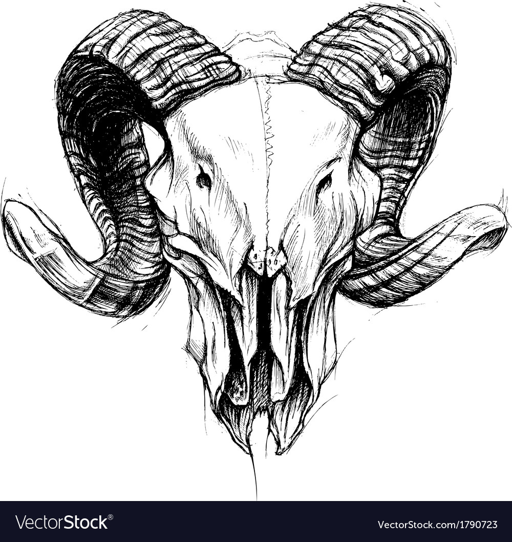 ram skull royalty free vector image vectorstock ram skull royalty free vector image vectorstock