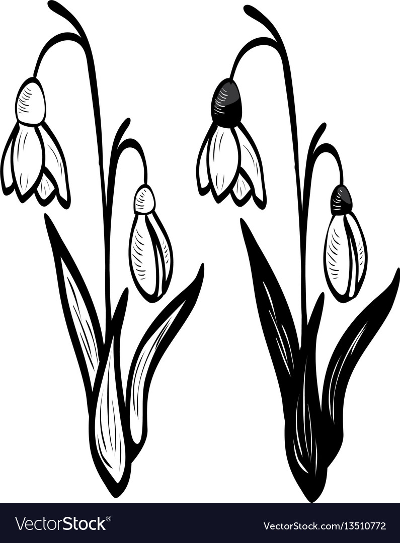 White snowdrop flowers