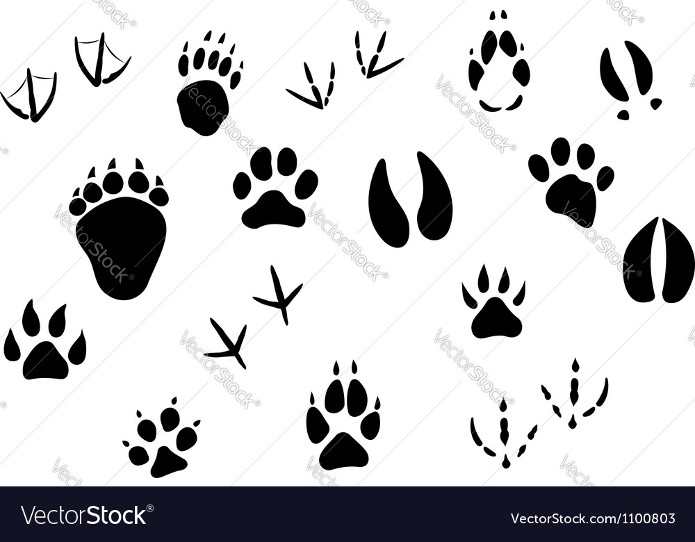 Animal footprints and tracks Royalty Free Vector Image