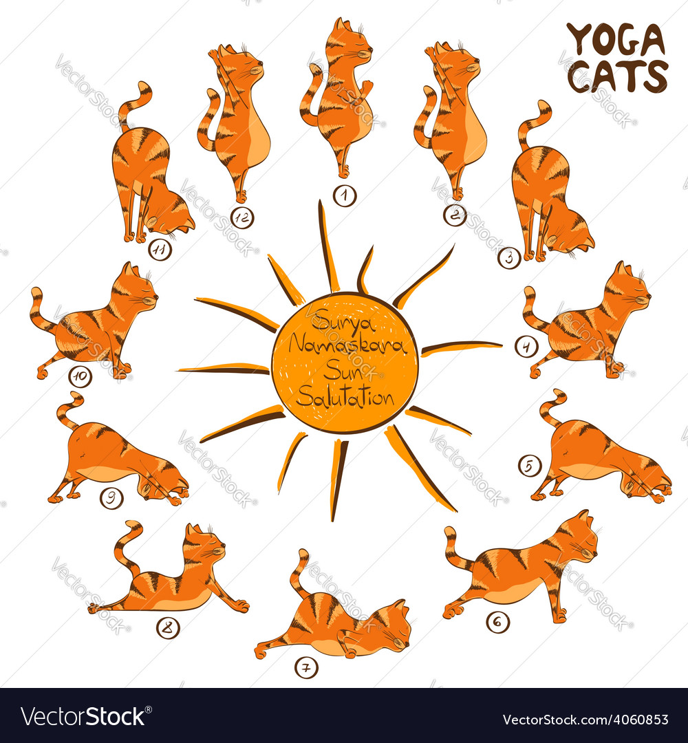 cat position