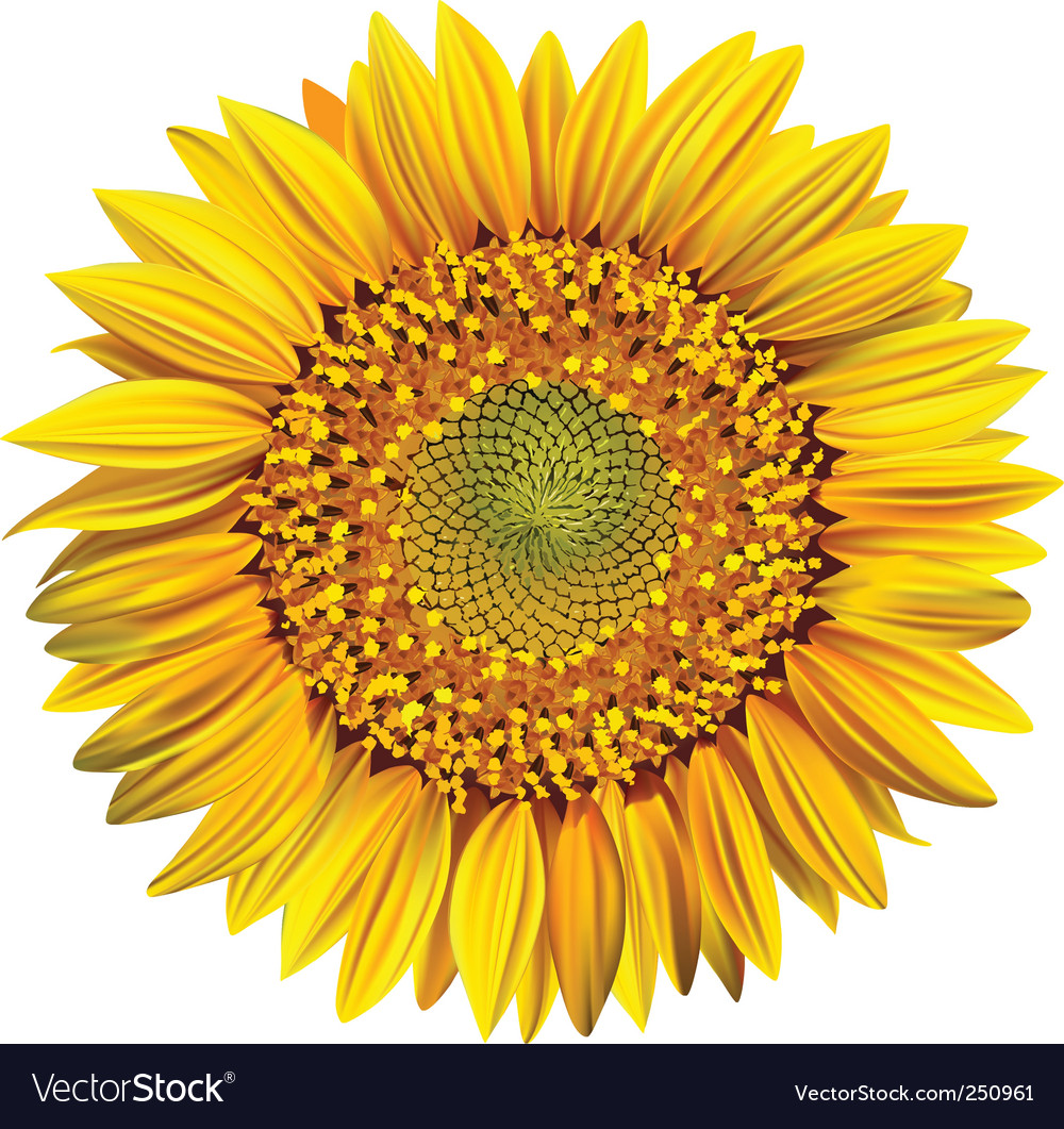 Free Free Vector Sunflower Svg Free 286 SVG PNG EPS DXF File