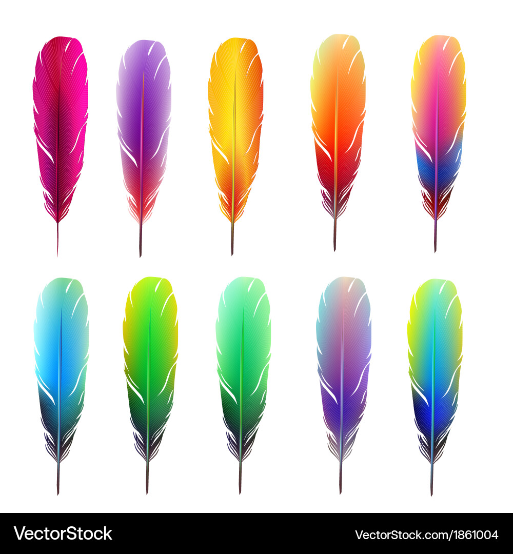 Set of colorful feathers Royalty Free Vector Image