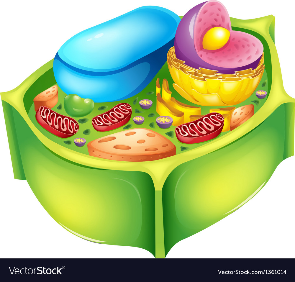 Plant cell Royalty Free Vector Image - VectorStock