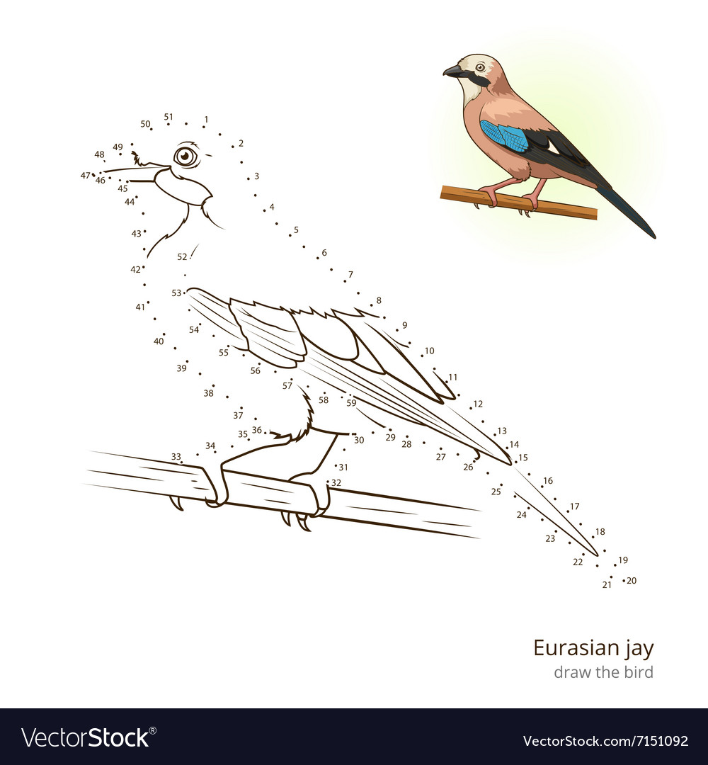 eurasian jay bird learn to draw vector image