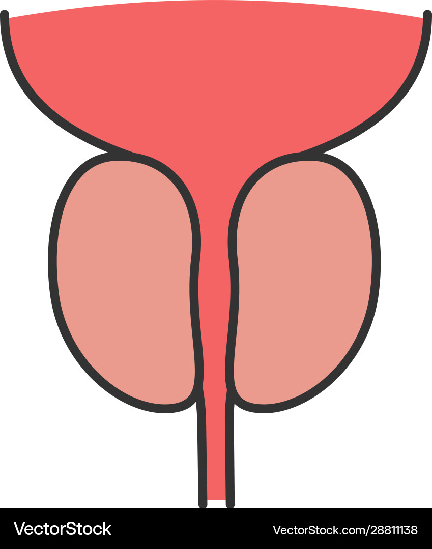 Prostate gland and urethra color icon Royalty Free Vector