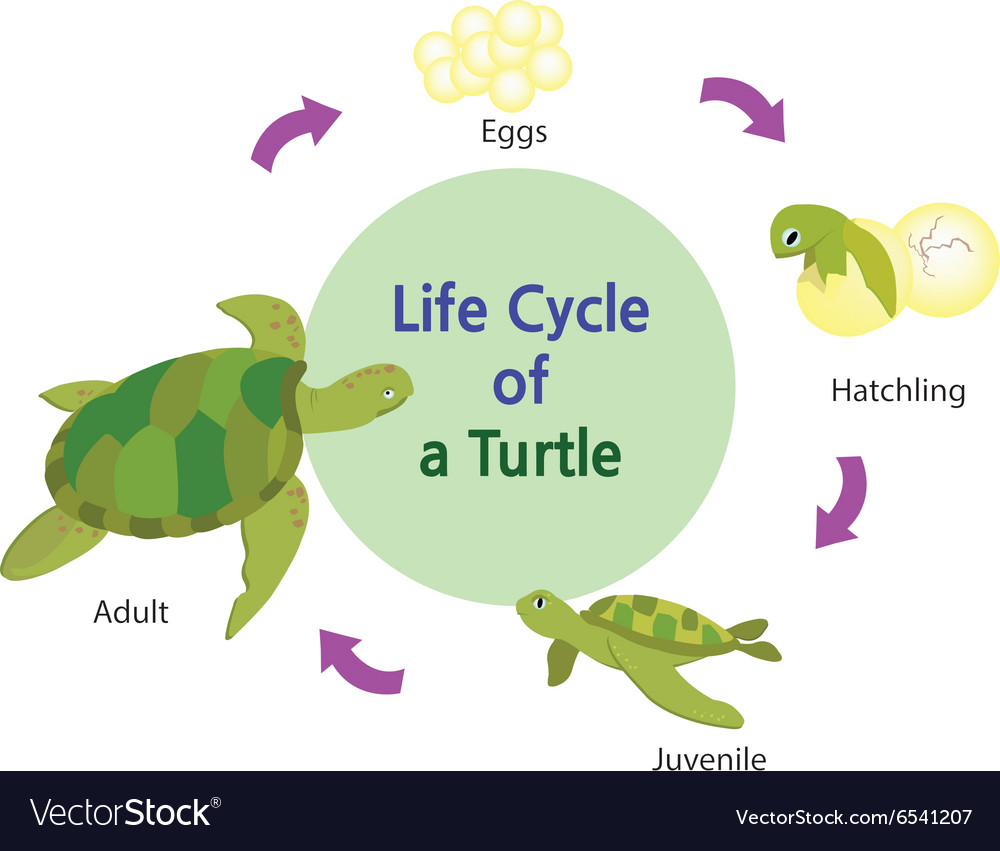 Lifecycle of a turtle Royalty Free Vector Image