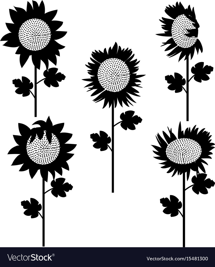 Download Set of sunflowers silhouette 3 Royalty Free Vector Image ...