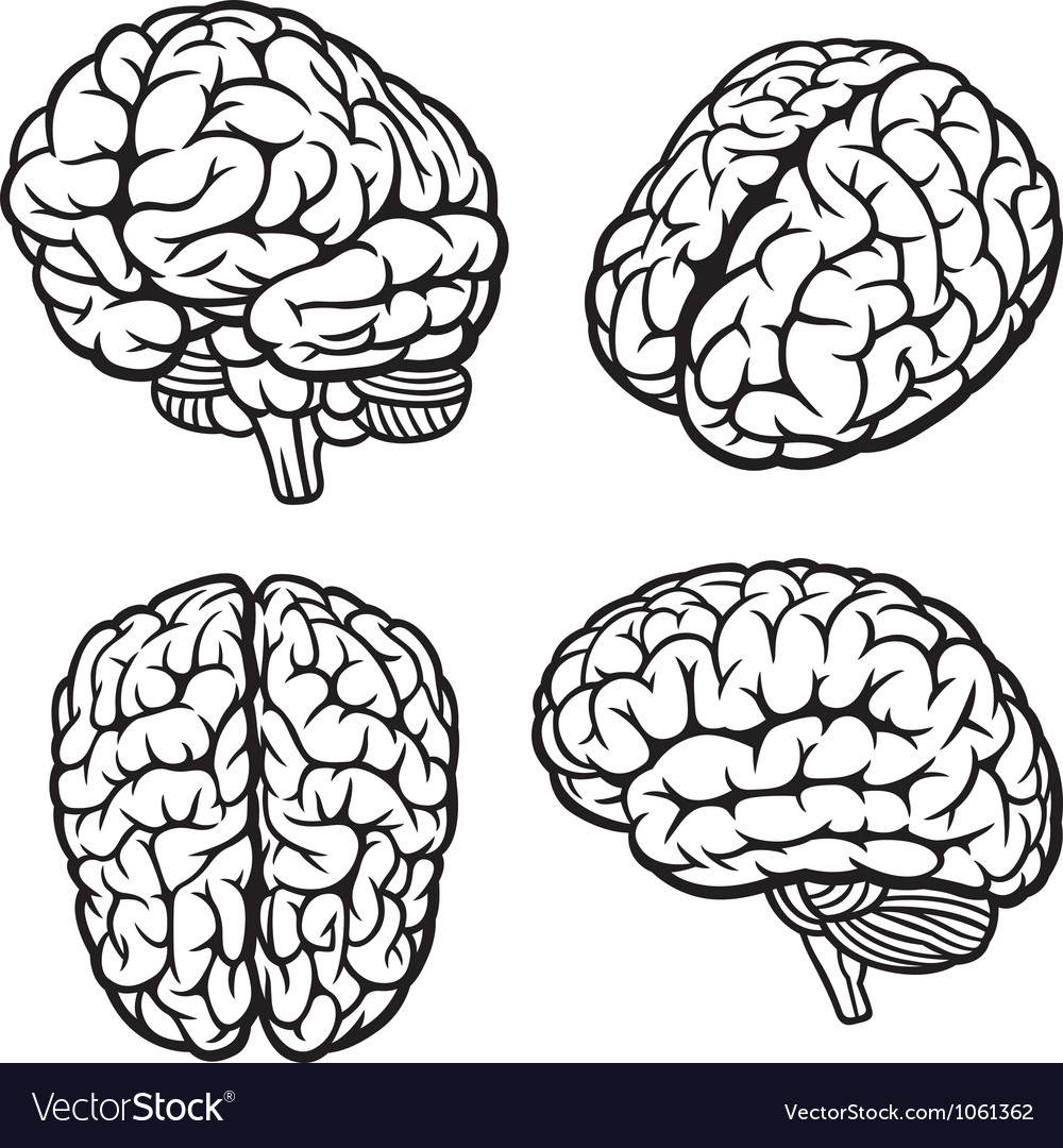 brain vector