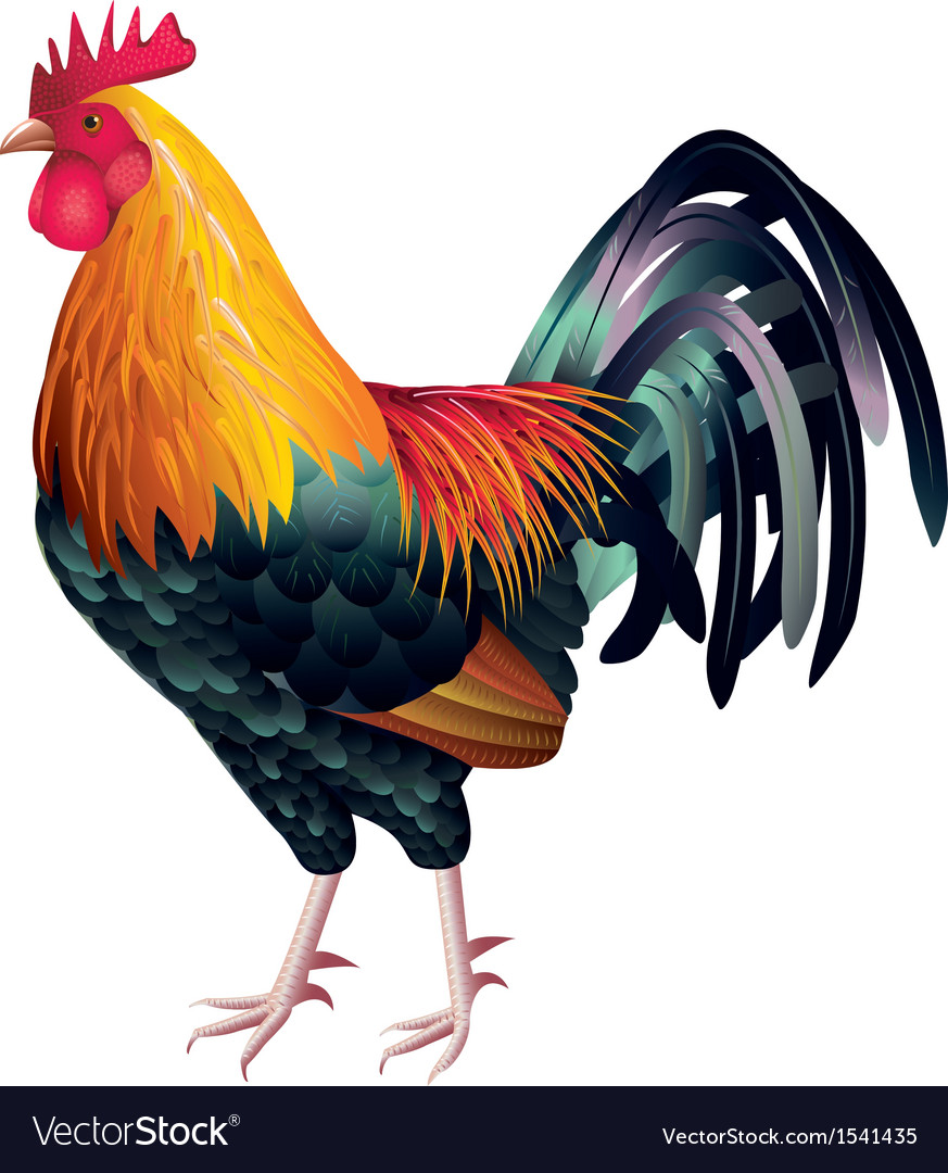 Free picutres of cock Asian pet spas