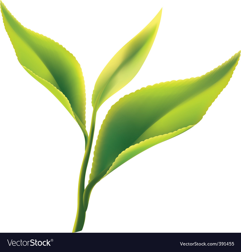 Tea leaves Royalty Free Vector Image - VectorStock