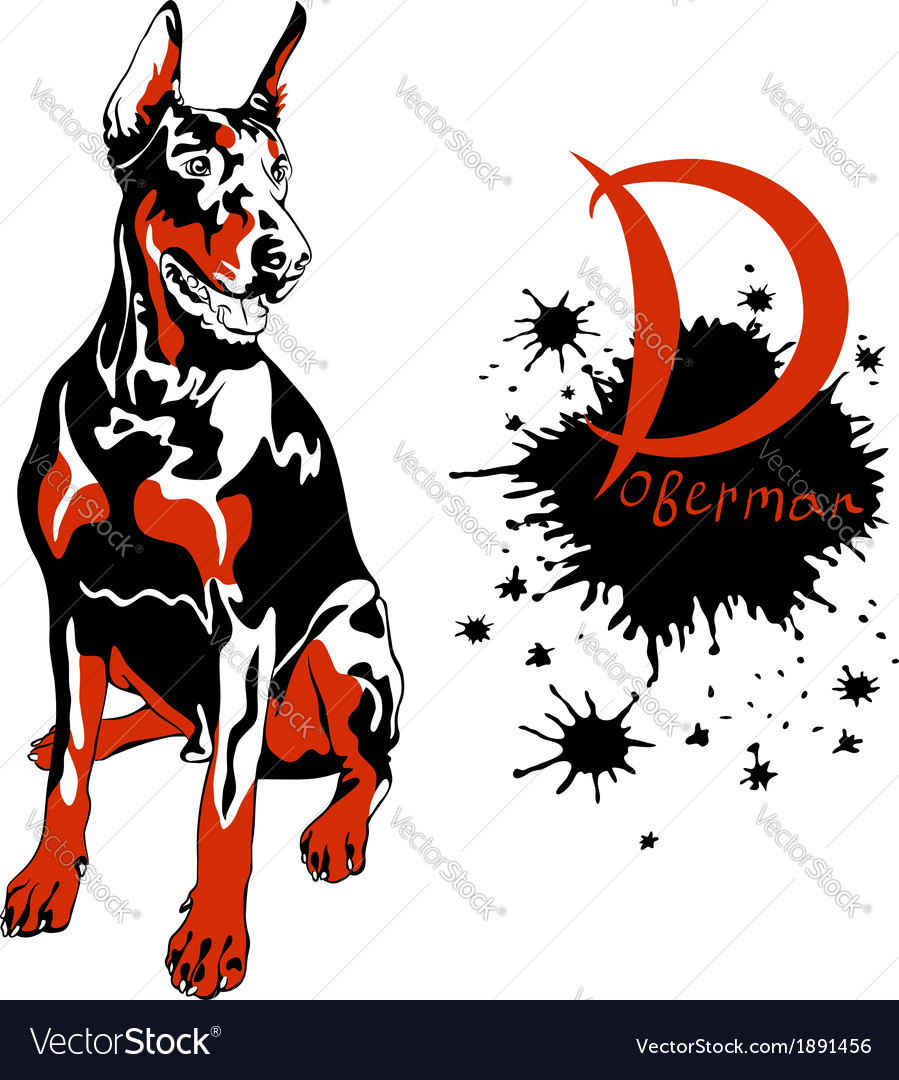 dog doberman pinscher breed sitting vector image