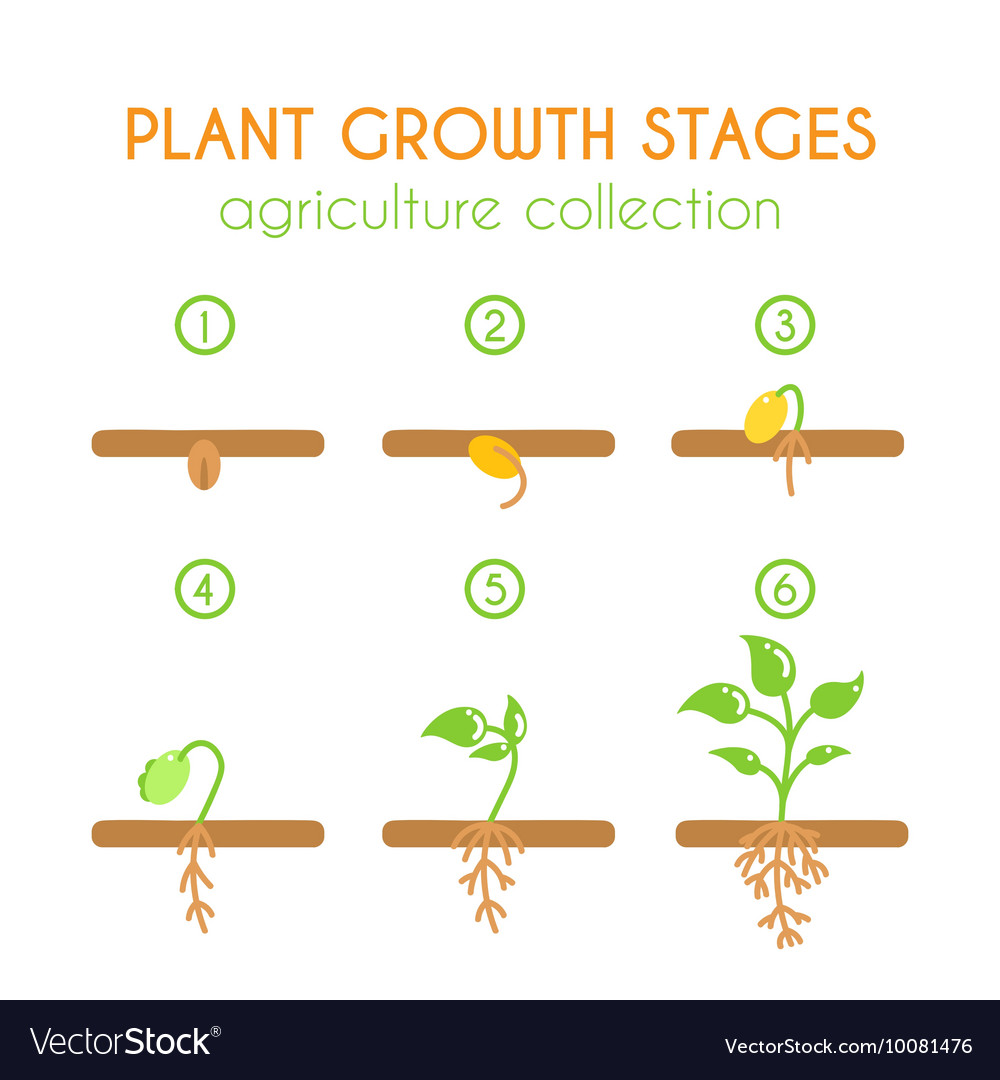 Plant growth stages Planting process Royalty Free Vector