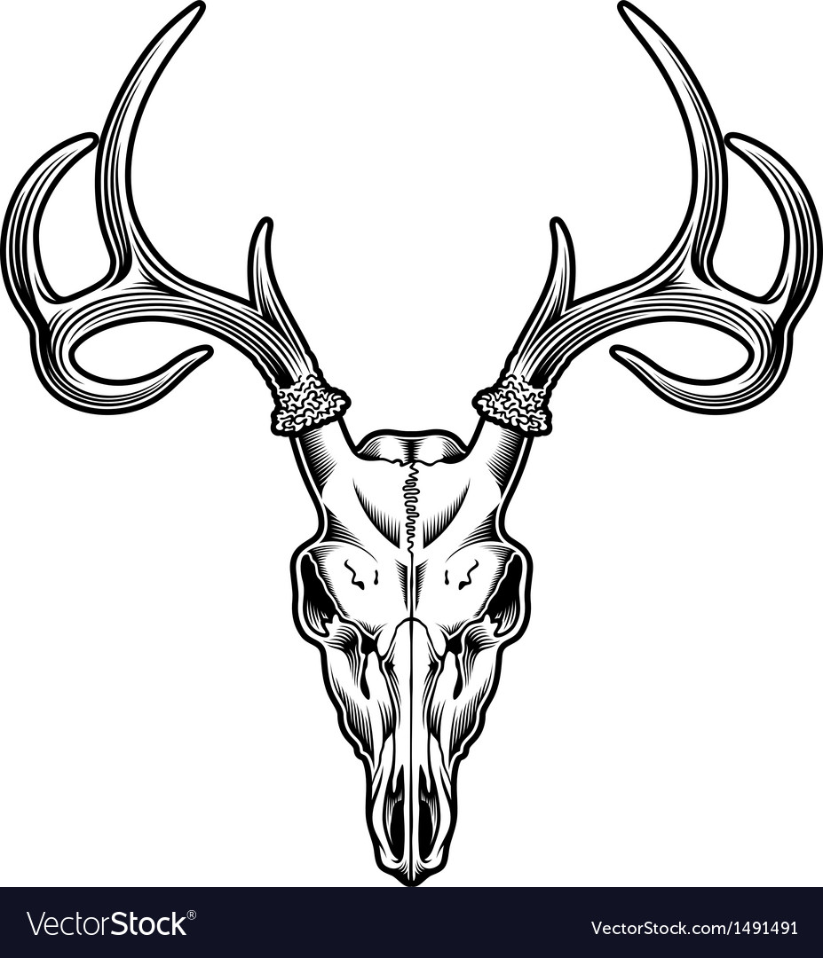 free skull vector