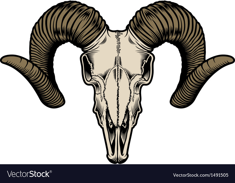 vector goat skull VectorStock Vector Goat skull Free Royalty Image vector goat skull VectorStock Vector Goat skull Free Royalty Image