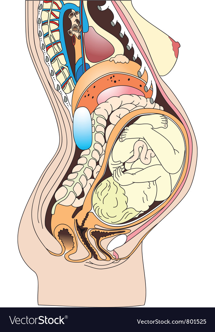Pregnant woman body diagram pregnant woman stomach diagram pregnant woman body diagram pregnant woman stomach diagram