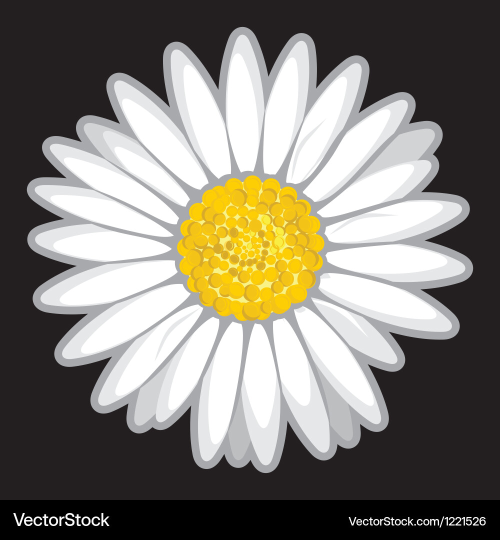 Daisy flower isolated on black Royalty Free Vector Image