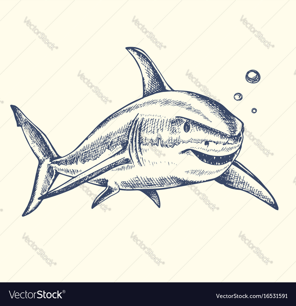 Uncategorized Drawn Shark hand drawn shark royalty free vector image vectorstock image