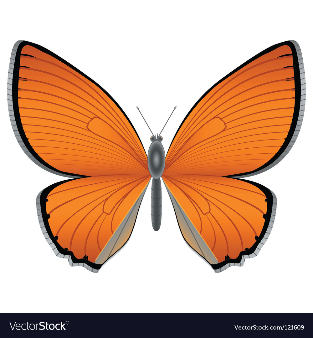Download Orange butterfly Royalty Free Vector Image - VectorStock