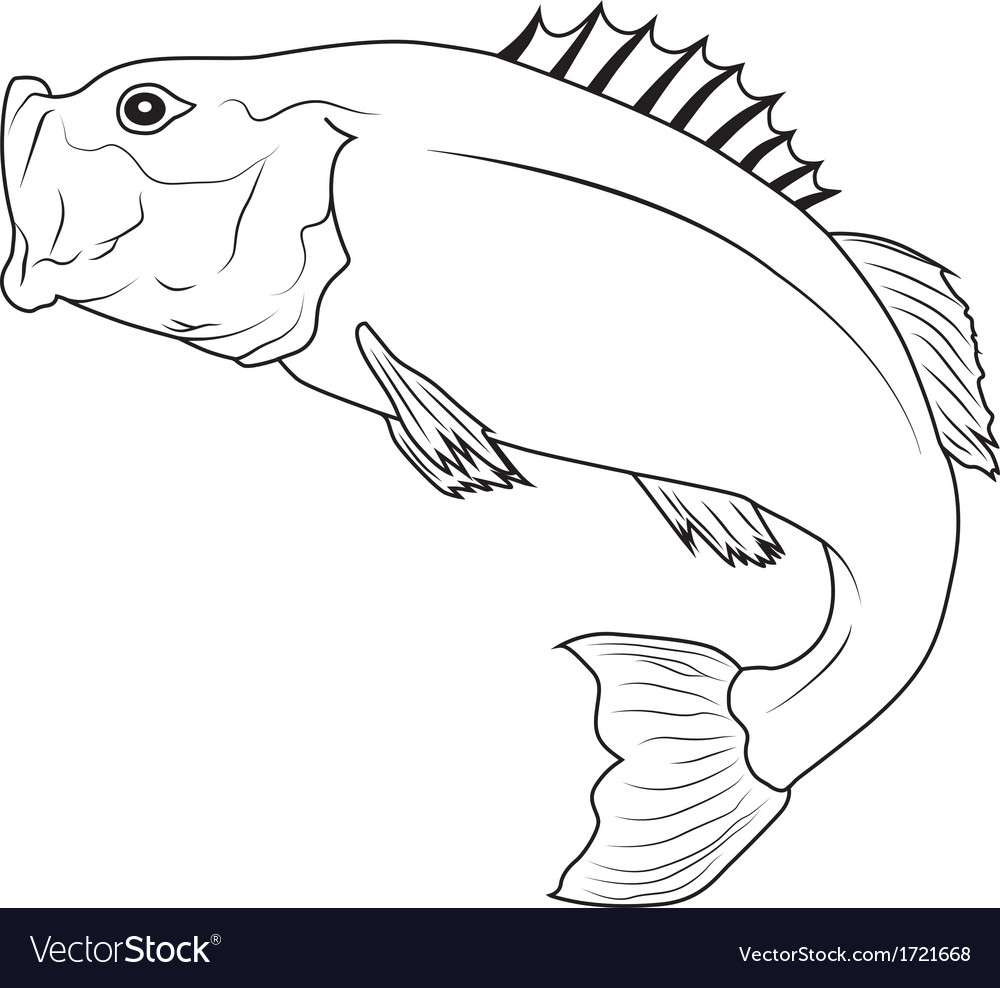 bass fish vector image