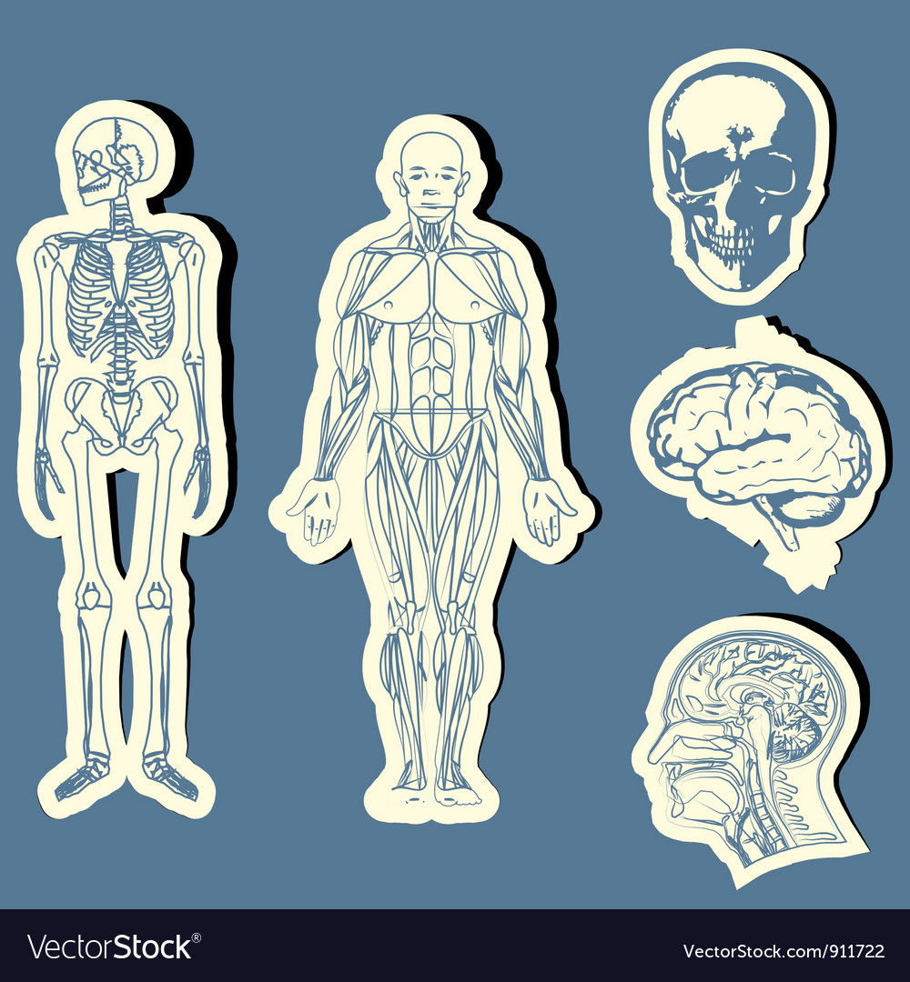 Human anatomy Royalty Free Vector Image VectorStock