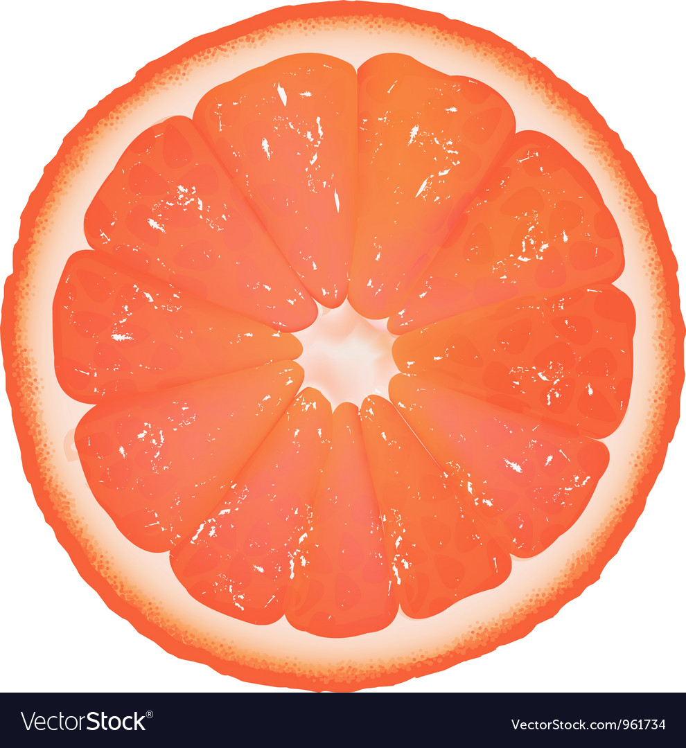 Grapefruit slice Royalty Free Vector Image VectorStock