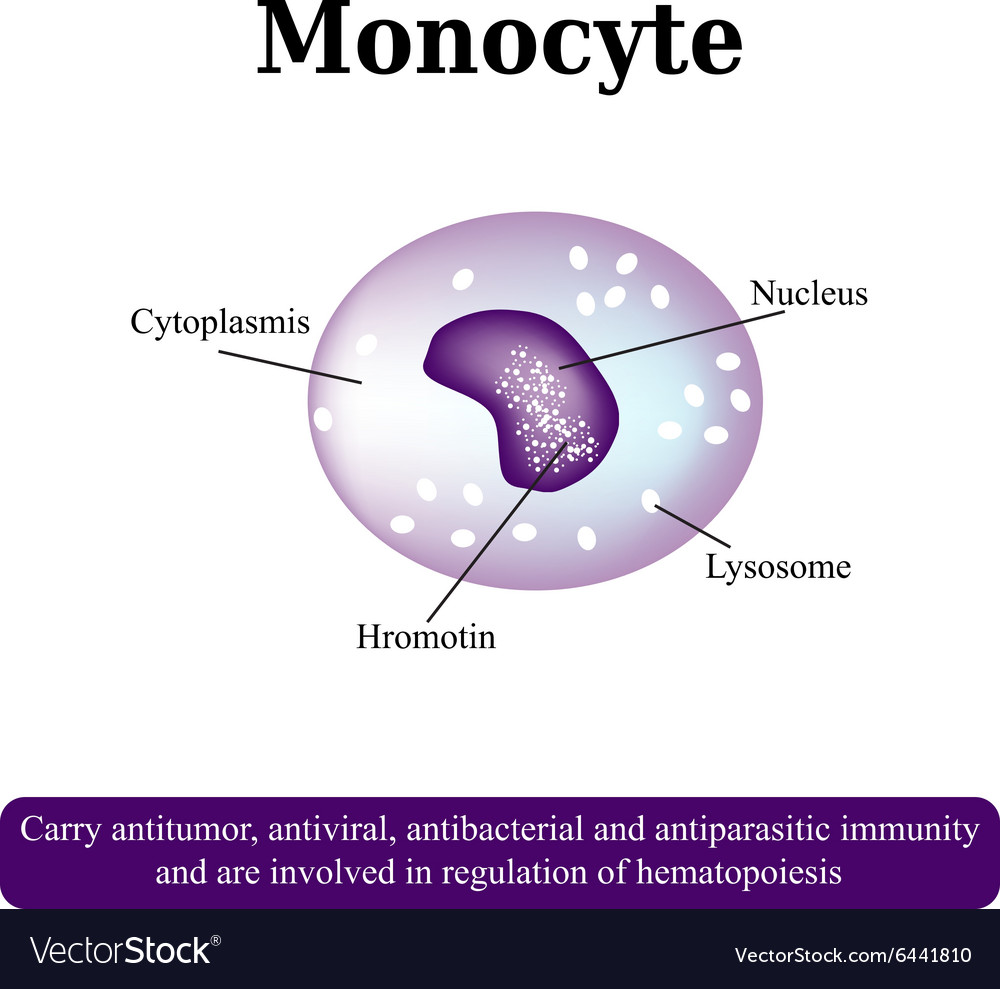 The anatomical structure of monocytes Blood cells Vector Image