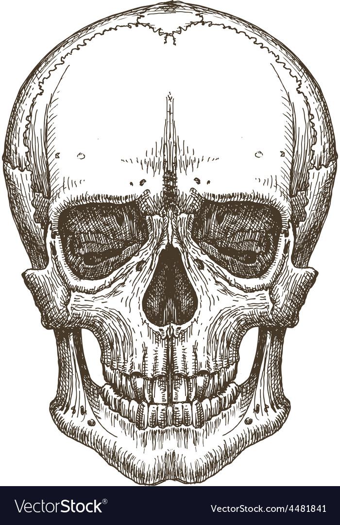 skull logo design