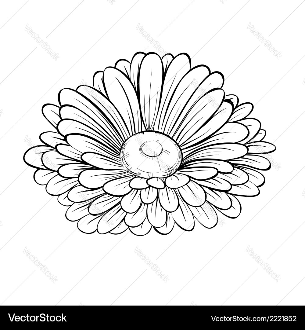 Black and white daisy flower isolated Royalty Free Vector