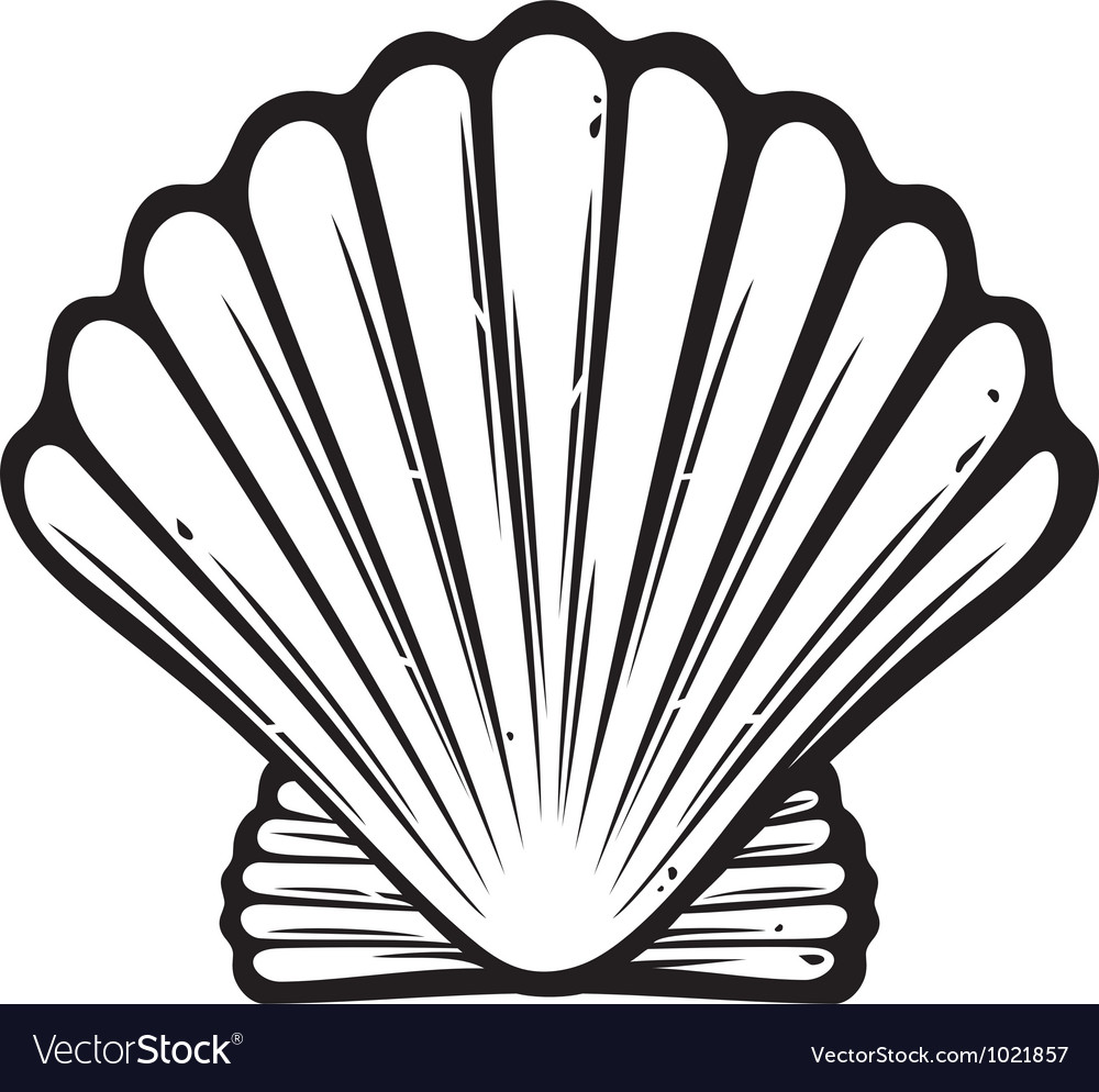 Seashell Royalty Free Vector Image - VectorStock