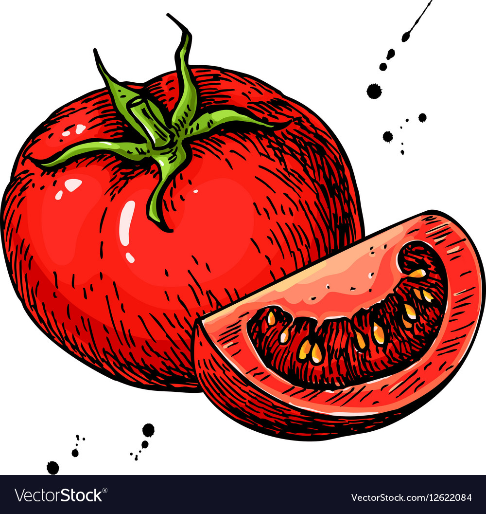 Tomato drawing Isolated tomato and sliced Vector Image