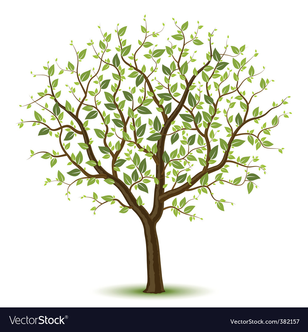 Spring tree Royalty Free Vector Image - VectorStock