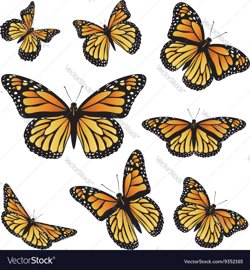 Free Free 173 Vector Monarch Butterfly Svg SVG PNG EPS DXF File