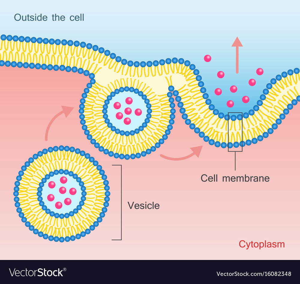 Exocytosis vesicle transport cell membrane Vector Image