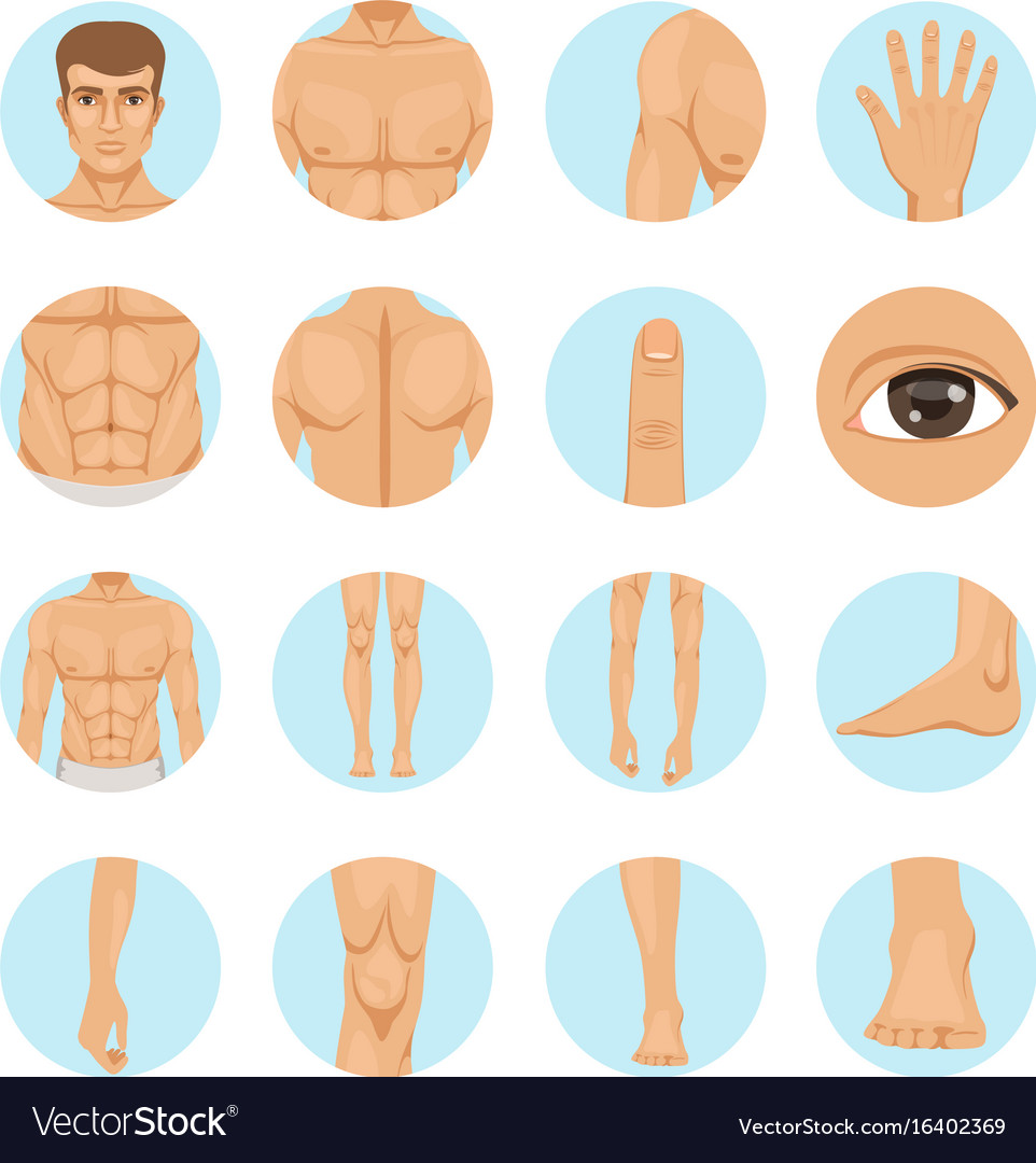 Human different parts of man body Royalty Free Vector Image