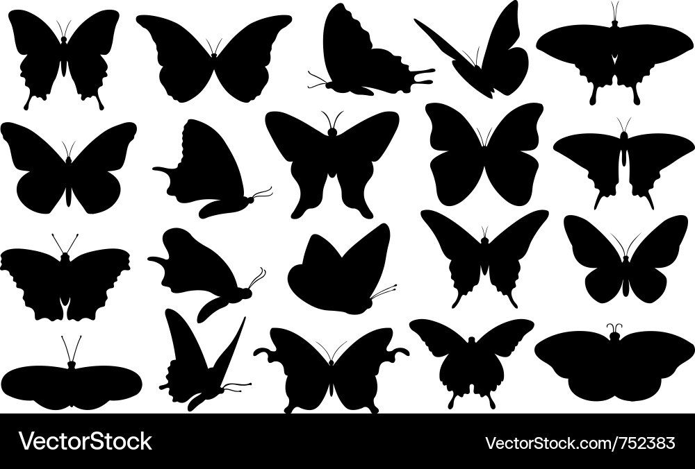 Butterfly collage Royalty Free Vector Image VectorStock