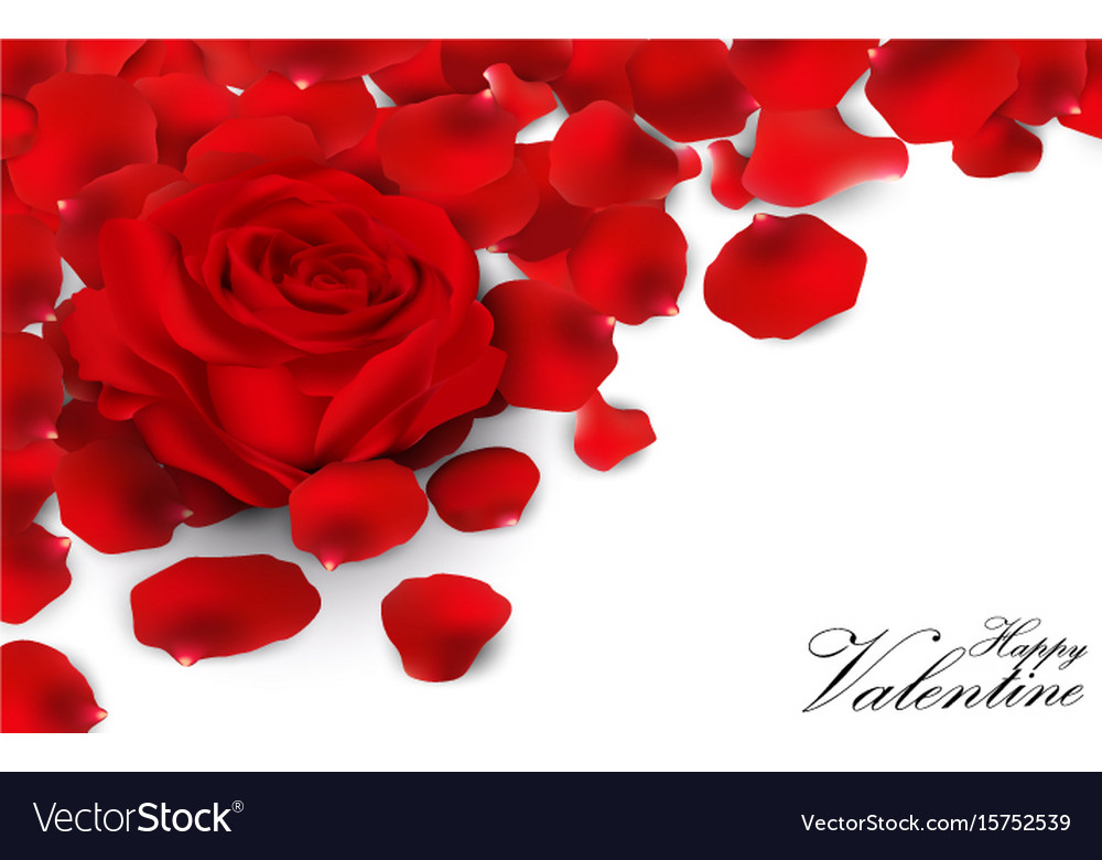 Red Roses And Rose Petals On White Background Vector Image Red Roses And Rose Petals On White Background Vector Image