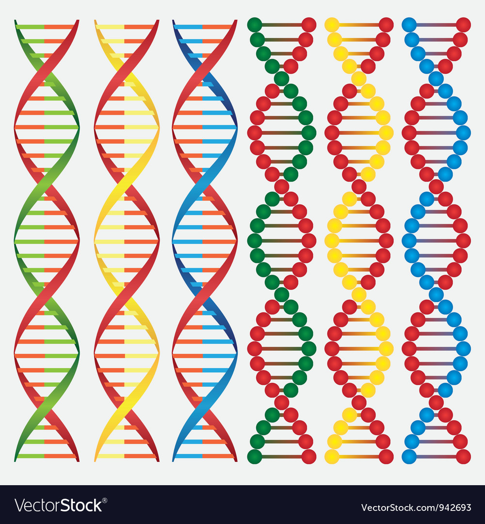 Download DNA molecule Royalty Free Vector Image - VectorStock