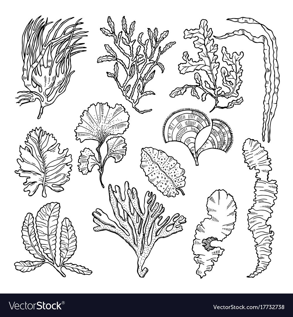 Marine Sketch With Different Underwater Plants Vector Image Marine Sketch With Different Underwater Plants Vector Image