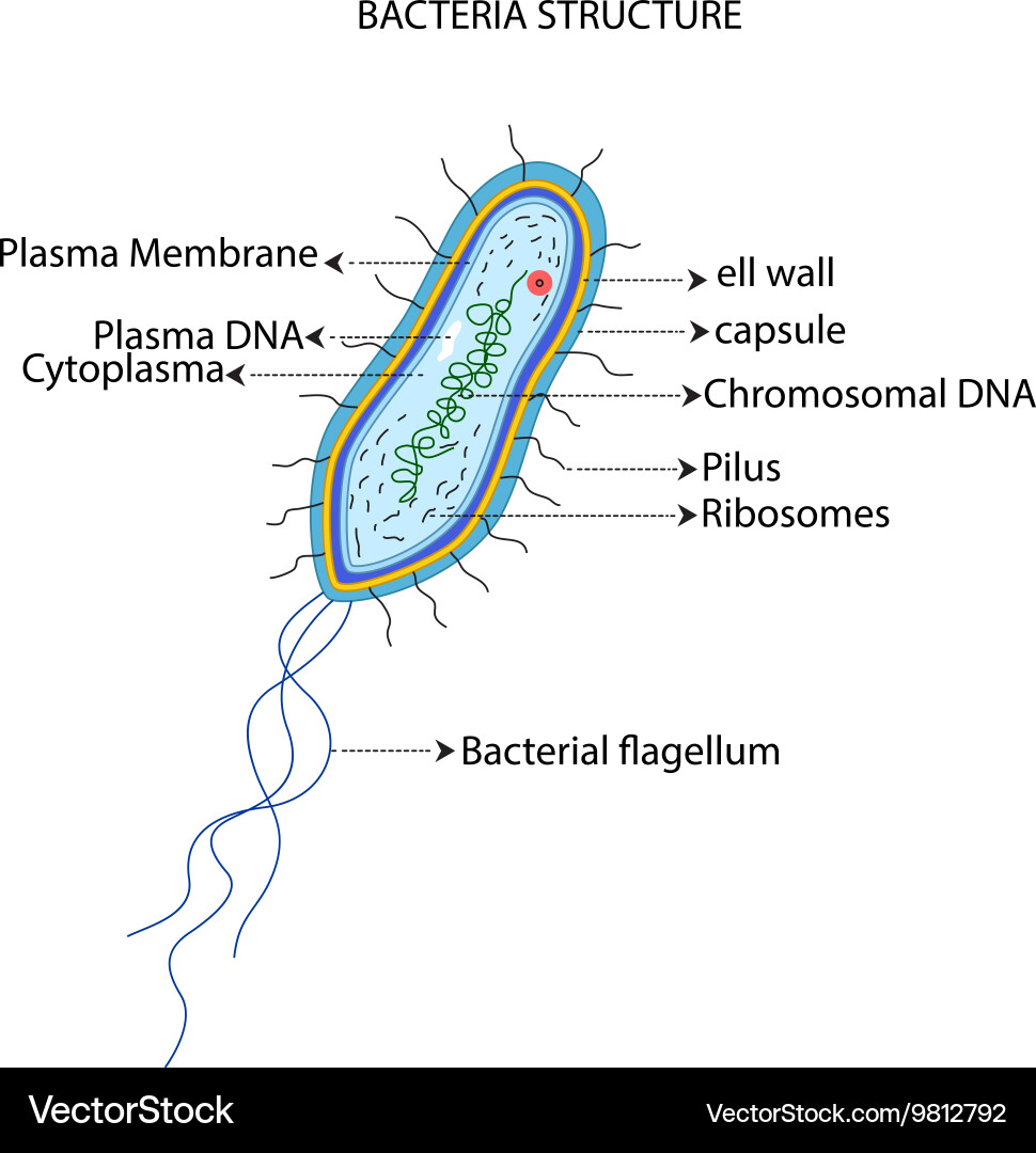 Bacteria Diagram Blank Images - How To Guide And Refrence