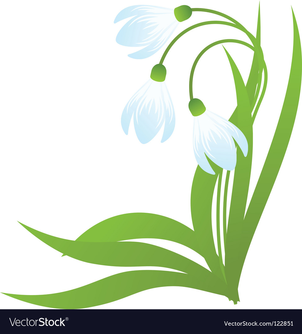 Download Snowdrops Royalty Free Vector Image - VectorStock