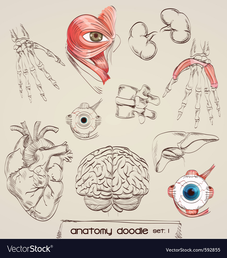 human skin anatomy royalty free vector image vectorstock human anatomy royalty free vector image vectorstock human skin anatomy royalty free vector image vectorstock human anatomy royalty free vector image vectorstock