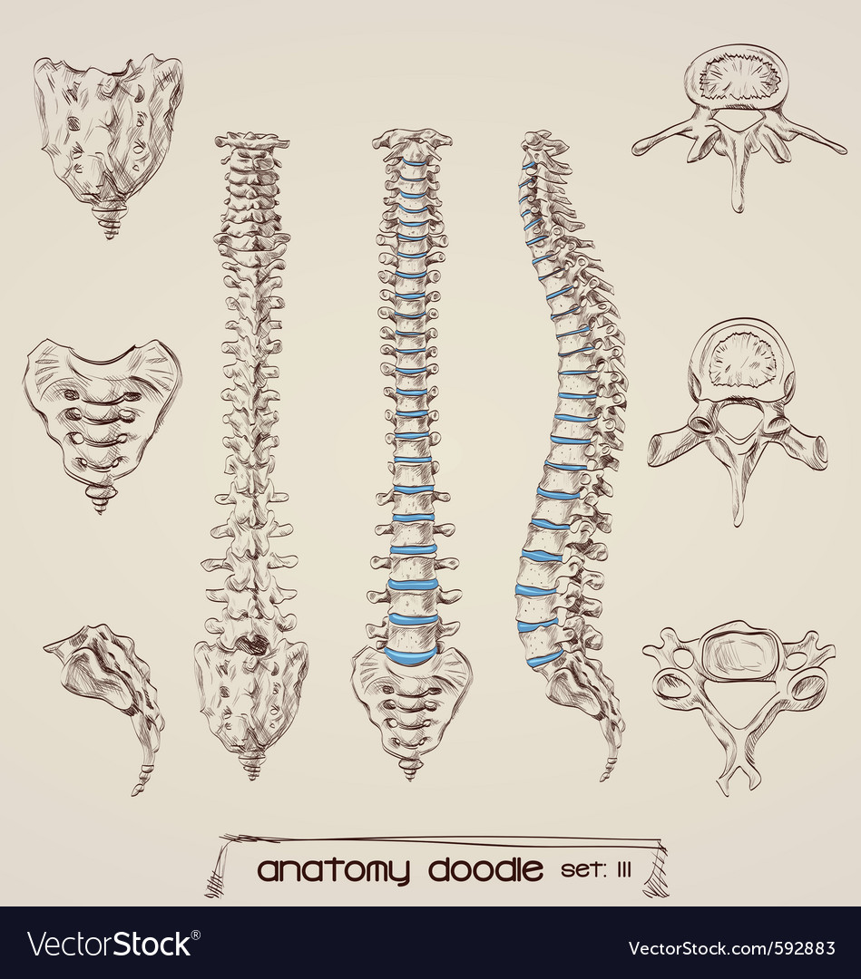 human skin anatomy royalty free vector image vectorstock human anatomy royalty free vector image vectorstock human skin anatomy royalty free vector image vectorstock human anatomy royalty free vector image vectorstock
