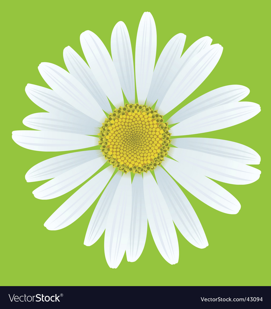 Daisy Royalty Free Vector Image - VectorStock