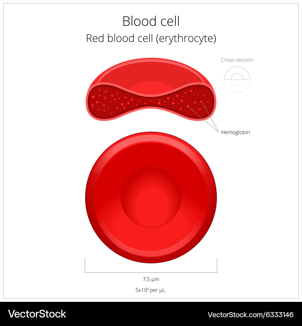 Red Blood Cell Erythrocyte Royalty Free Vector Image
