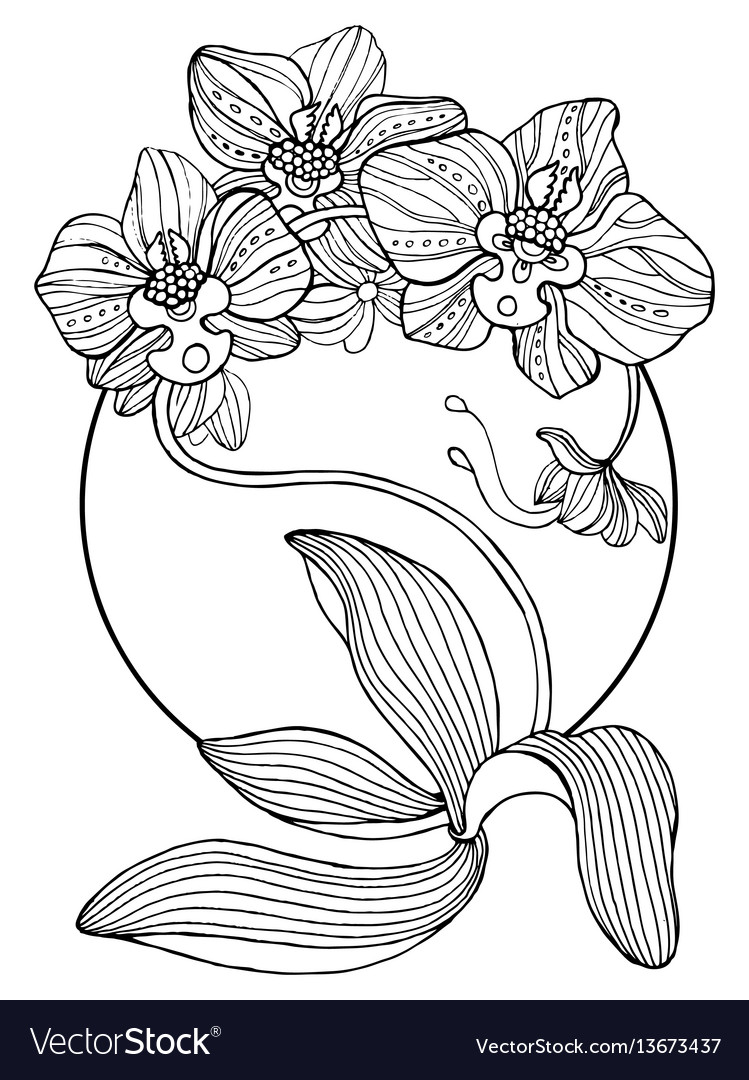 Orchid Flowers Coloring Book Royalty Free Vector Image