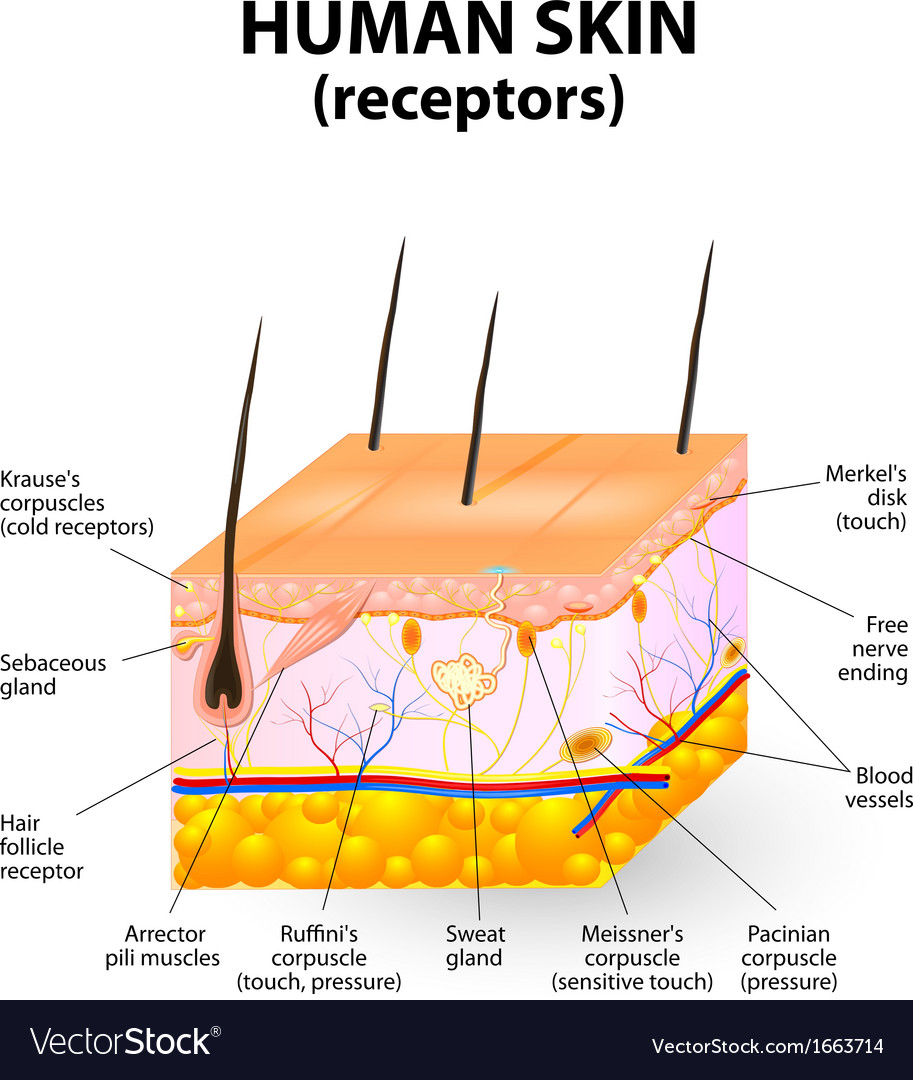 human skin stock images royalty free images vectors cross section human skin royalty free vector image human skin stock images royalty free images vectors cross section human skin royalty free vector image