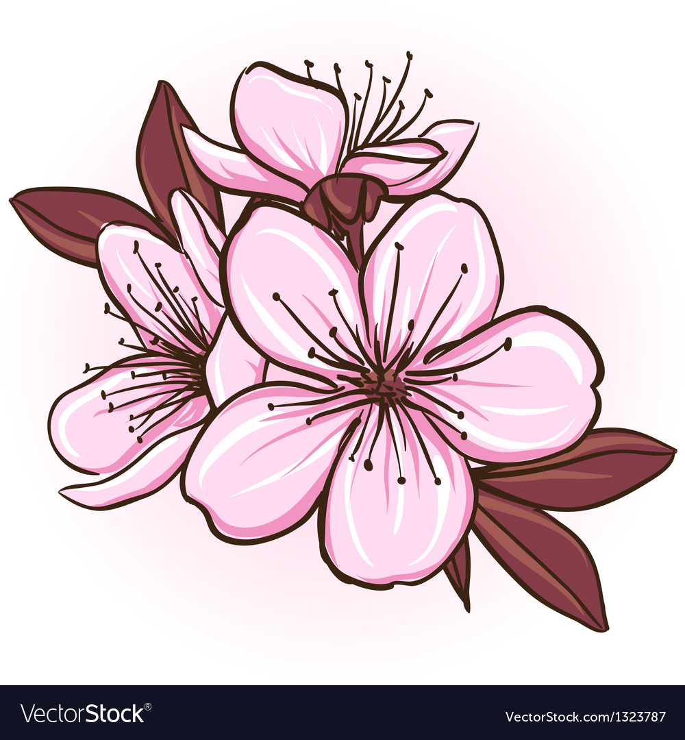 Cherry blossom royalty free vector image vectorstock