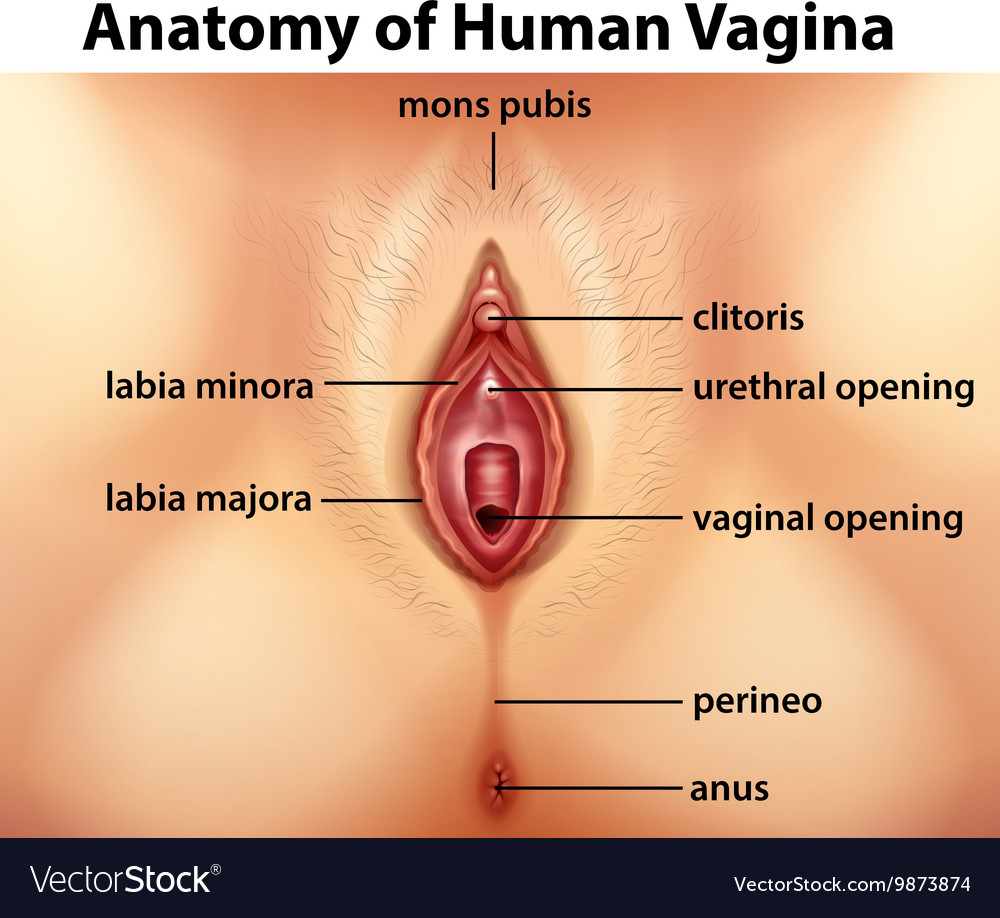 Labeled pics of clitoris