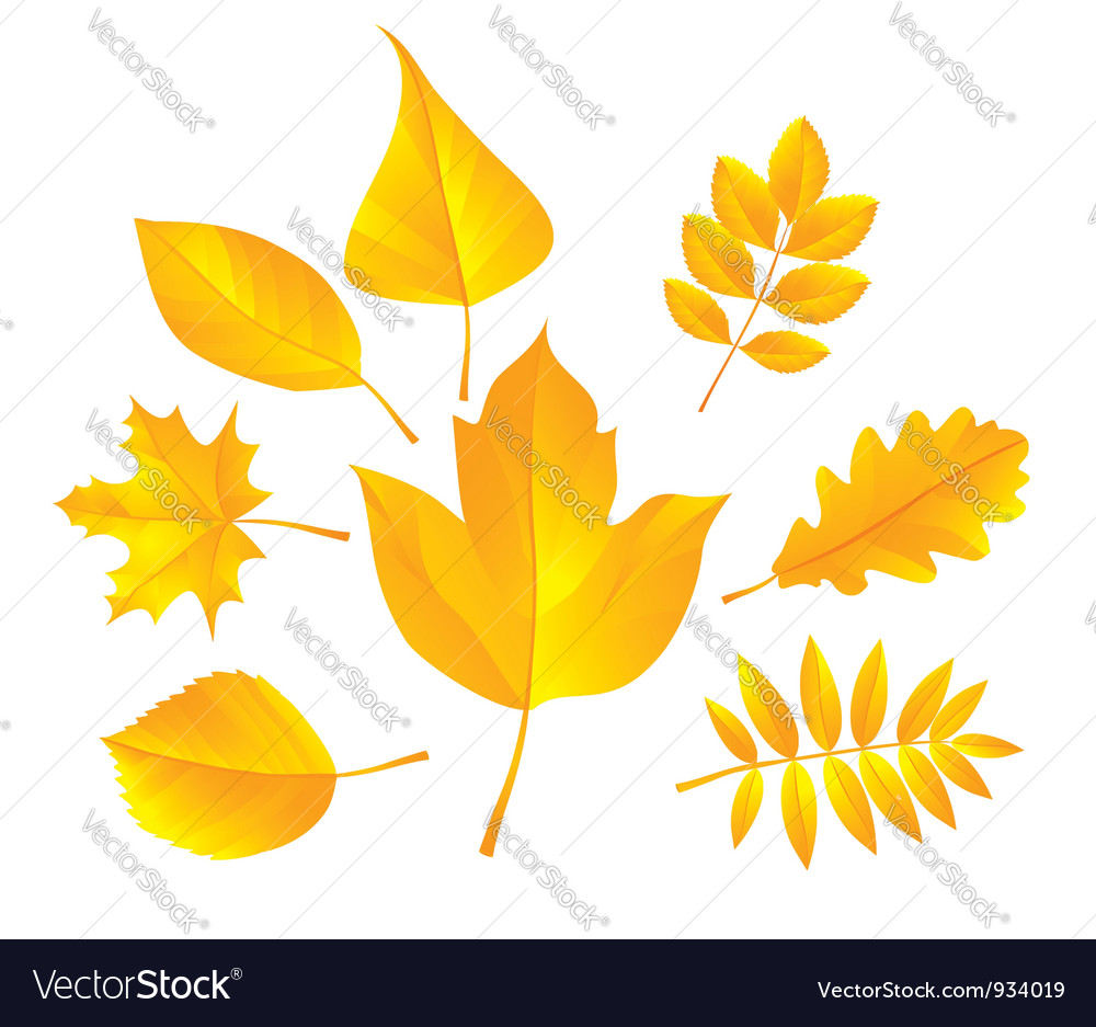 Autumn leaves Royalty Free Vector Image - VectorStock