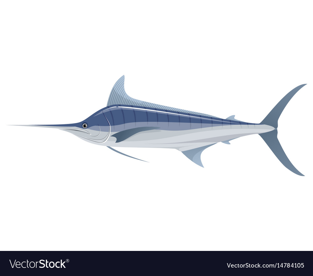 Download Big blue marlin Royalty Free Vector Image - VectorStock